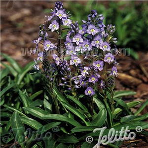 Veronica Gentianoides 'Little Blues'